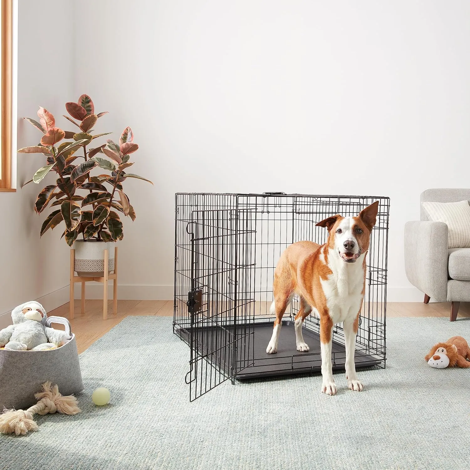 Amazon Basics Durable,Foldable Metal Wire Dog Crate with Tray, Double Door, 42 x 28 x 30 in, Black